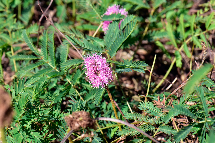 Roemer's Mimosa  blooms from April to July. It is also called Cat’s Claw, Catclaw, Pink Sensitive Briar, Roemer’s Sensitive Briar, Roemer’s Mimosa, Sensitive Briar, Sensitive Plant and Shame Vine. Mimosa roemeriana